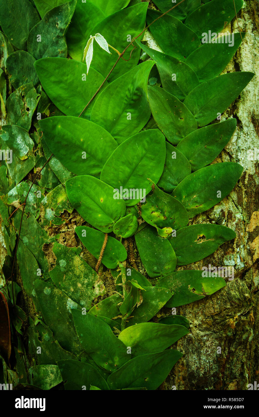Creeping vines in jungle Stock Photo Alamy