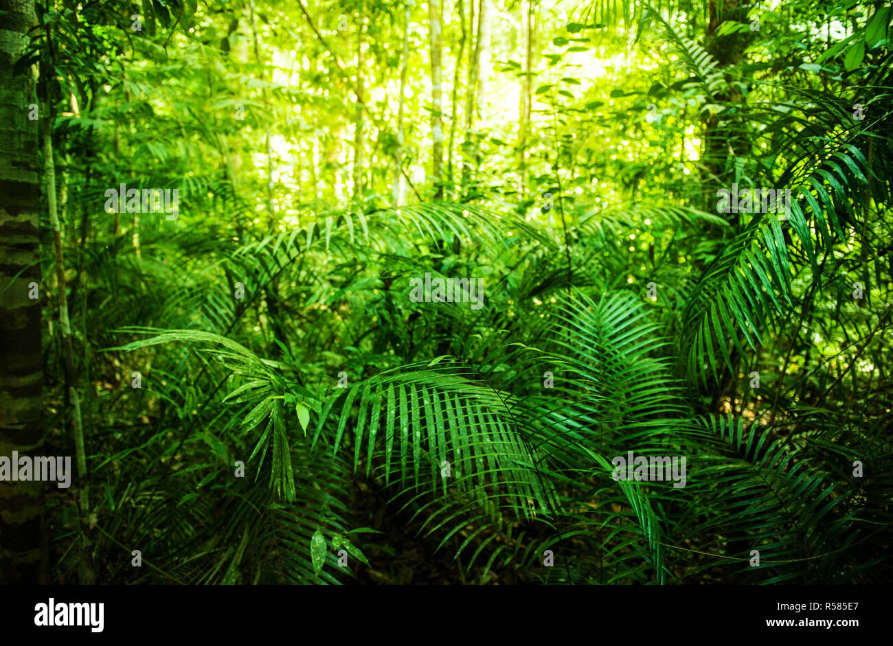 Tropical green forest Stock Photo - Alamy