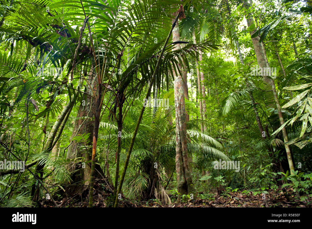 Tropical green forest landscape Stock Photo - Alamy