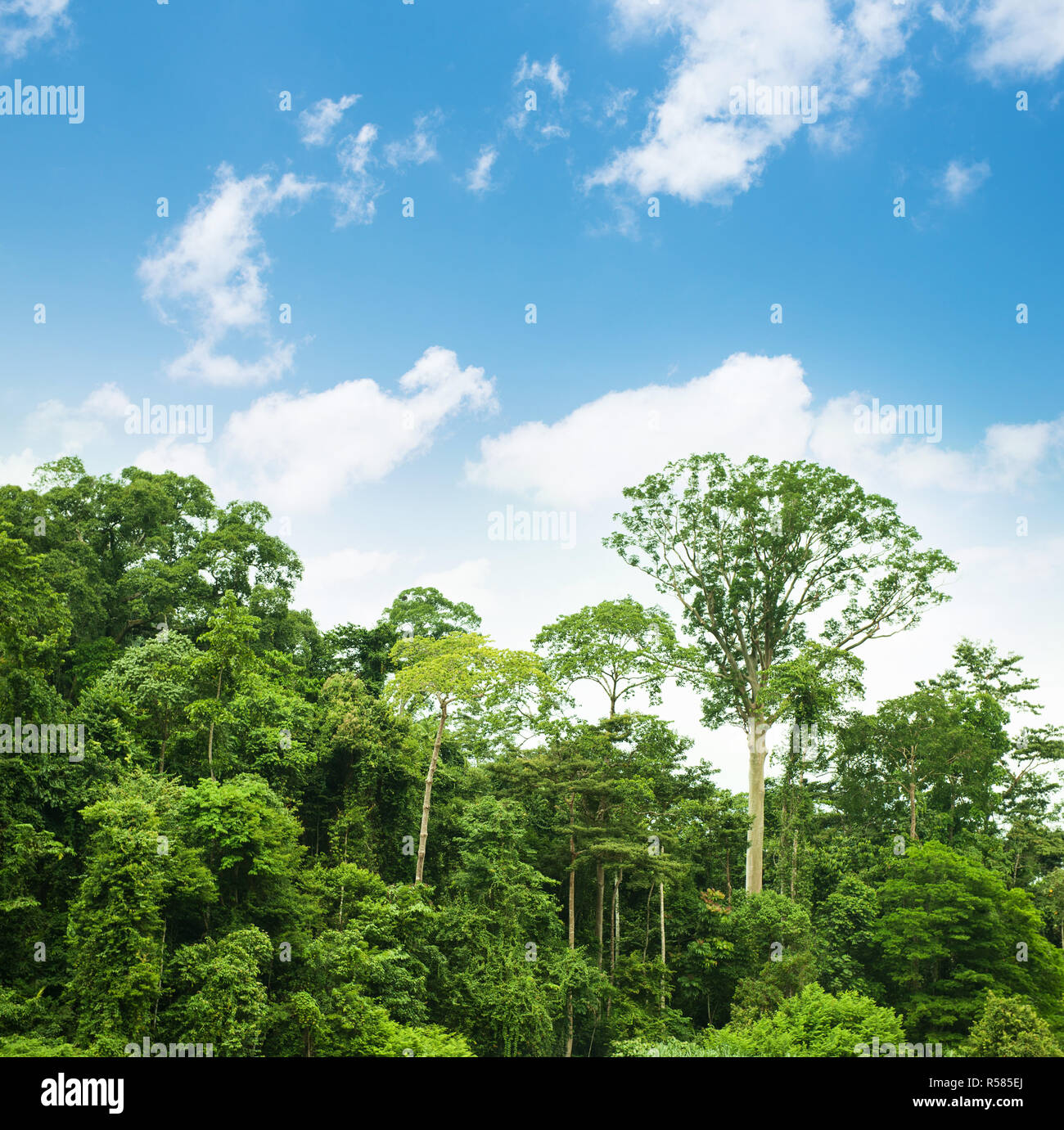 Tropical rainforest landscape with blue sky Stock Photo - Alamy