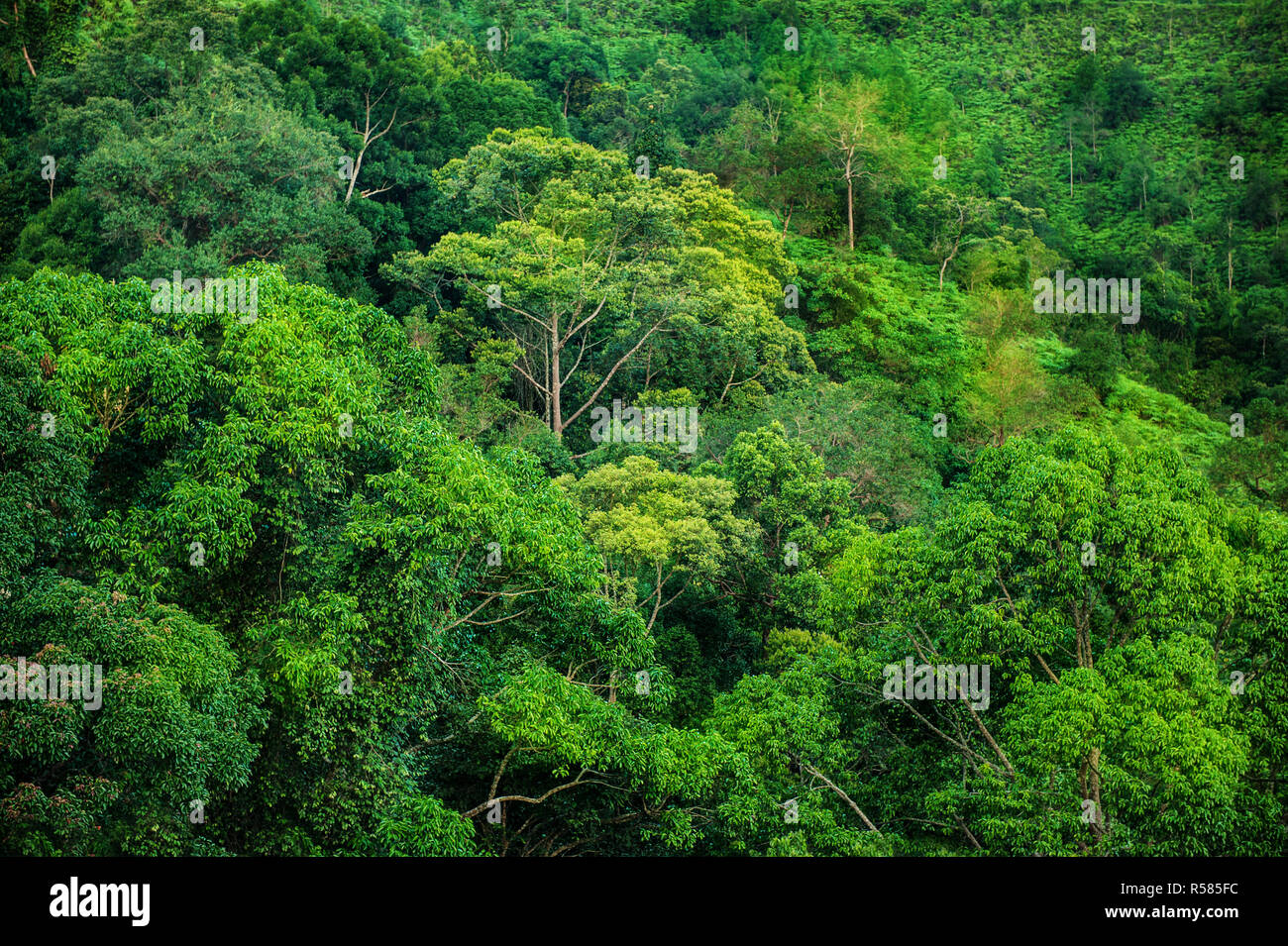 Tropical green forest view Stock Photo - Alamy