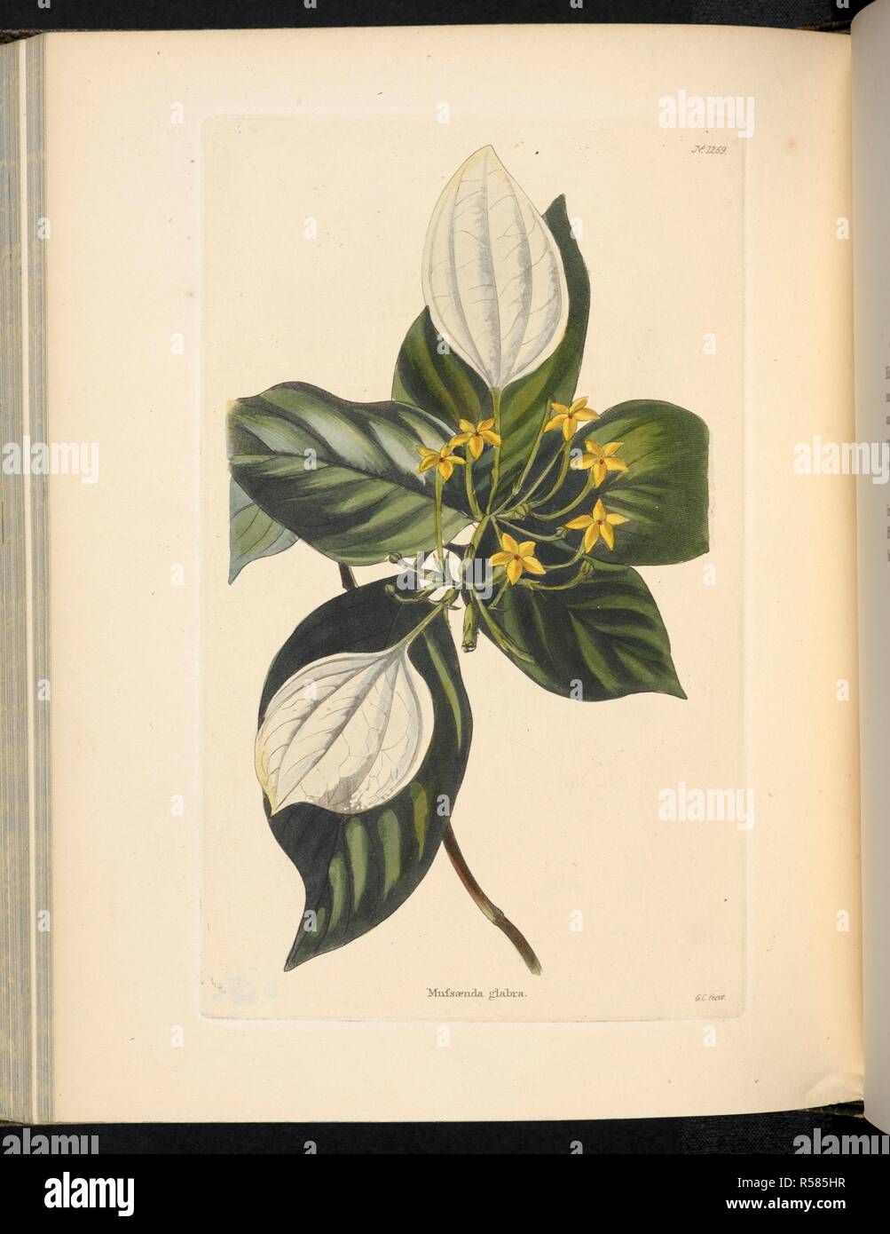 Mufsaenda glabra. The Botanical Cabinet, consisting of coloured delineations of plants, from all countries, with a short account of each, etc. By C. Loddiges and Sons ... The plates by G. Cooke. vol. 1-20. London, 1817-33. Source: 443.b.17, vol.13, no.1269. Author: Cooke, George. Stock Photo