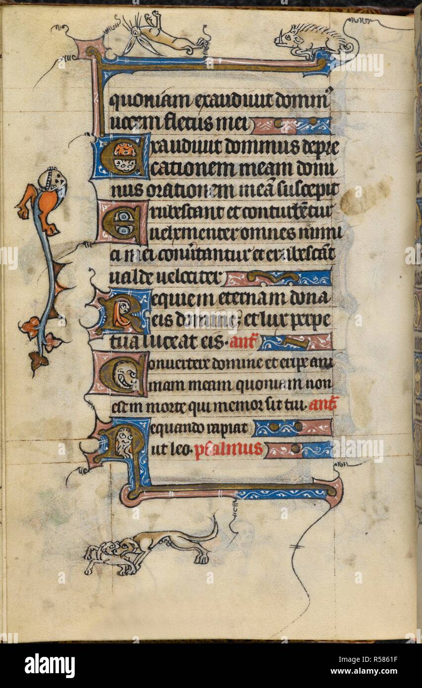 Bas de page scene of two dogs fighting. Book of Hours, use of St Omer. c. 1320. Source: Add. 36684, f.91v. Language: Latin and French. Stock Photo