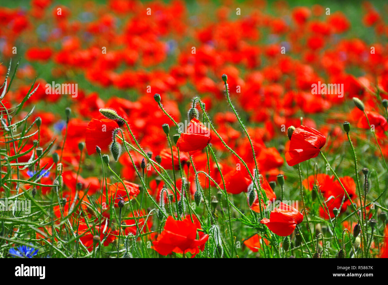 Field with bright red poppies and green stems Stock Photo - Alamy