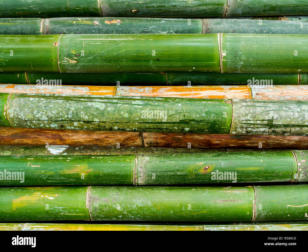Yellow and green bamboo background and texture Stock Photo Alamy