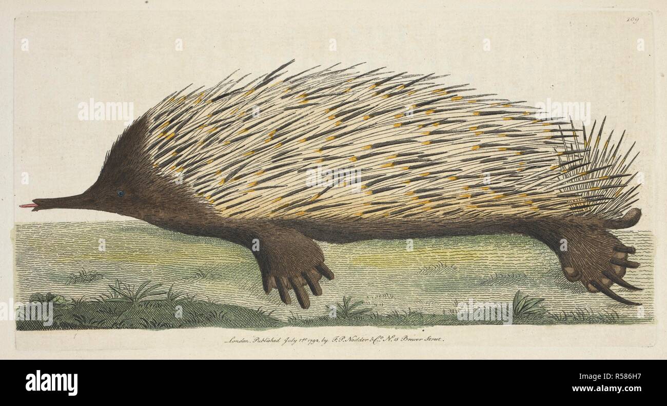 Myrmecophaga Aculeata.  The short-beaked echidna (Tachyglossus aculeatus.)  Porcupine anteater. Vivarium Naturae sive rerum naturalium ... icones ad ipsam naturam depictae et descriptÃ¦.-The Naturalists' Miscellany, or coloured figures of natural objects drawn and described ... from nature. London : Nodder & Co., 1789-1813. Source: 44.b.20 plate 109. Author: SHAW GEORGE. Nodder, Frederick Polydore. Stock Photo