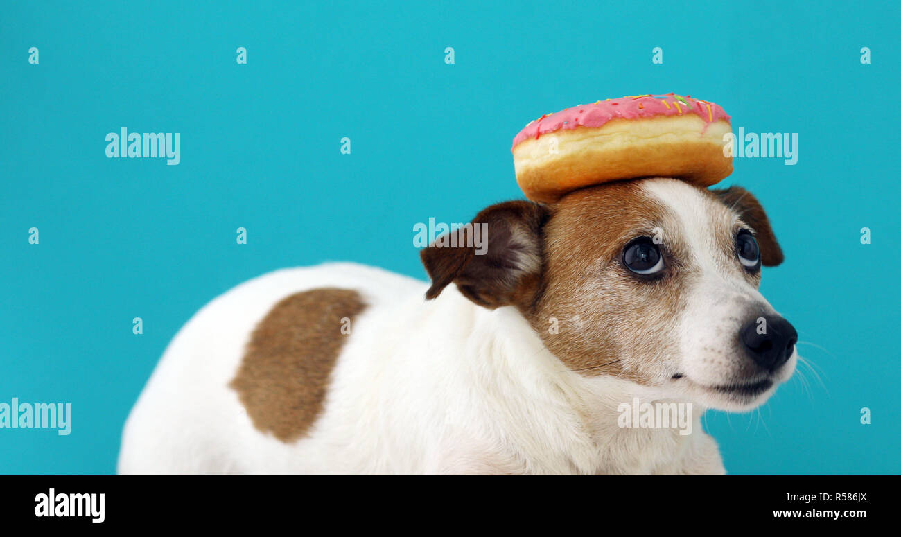 dog with a donut on head Stock Photo Alamy
