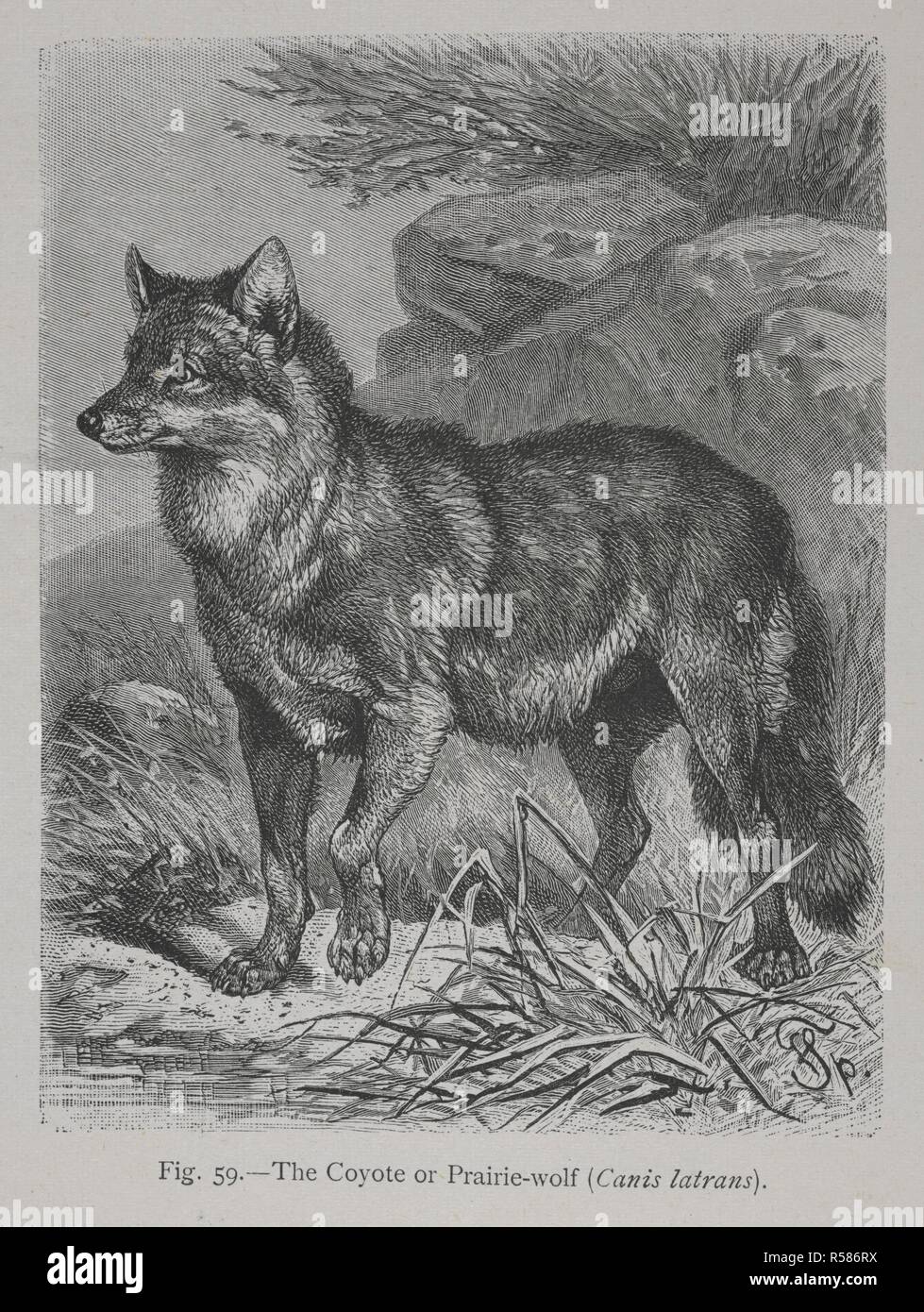 The Coyote or Praie-Wolf. The Geographical Distribution of Animals, with a study of the relations of living and extinct faunas as elucidating the past changes of the earth's surface. ... . London, 1876. Source: 07209.dd.1 page 140 fig.59. Author: WALLACE, ALFRED RUSSEL. Stock Photo