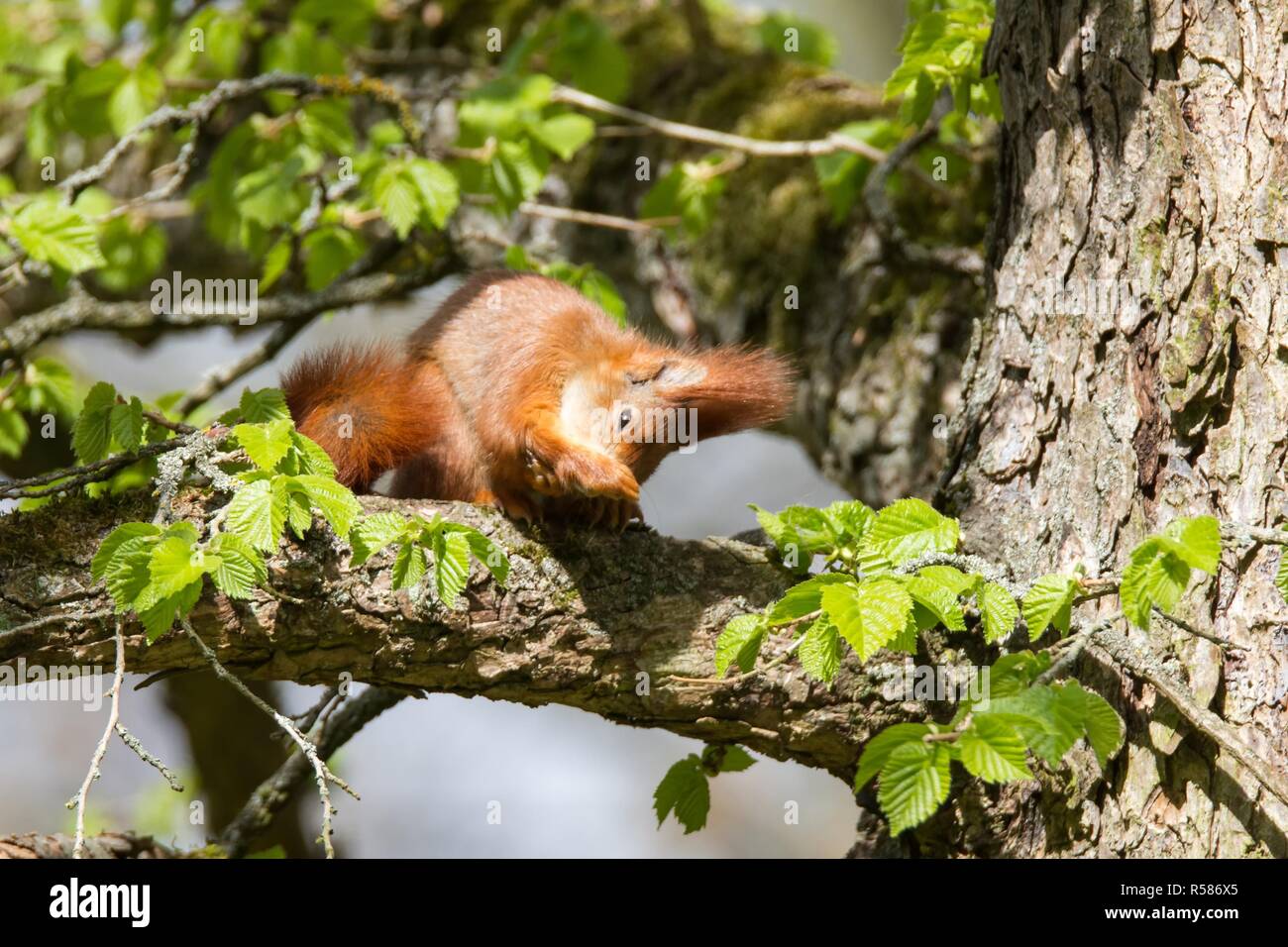 eichhoernchen 26,red squirrel 26 Stock Photo