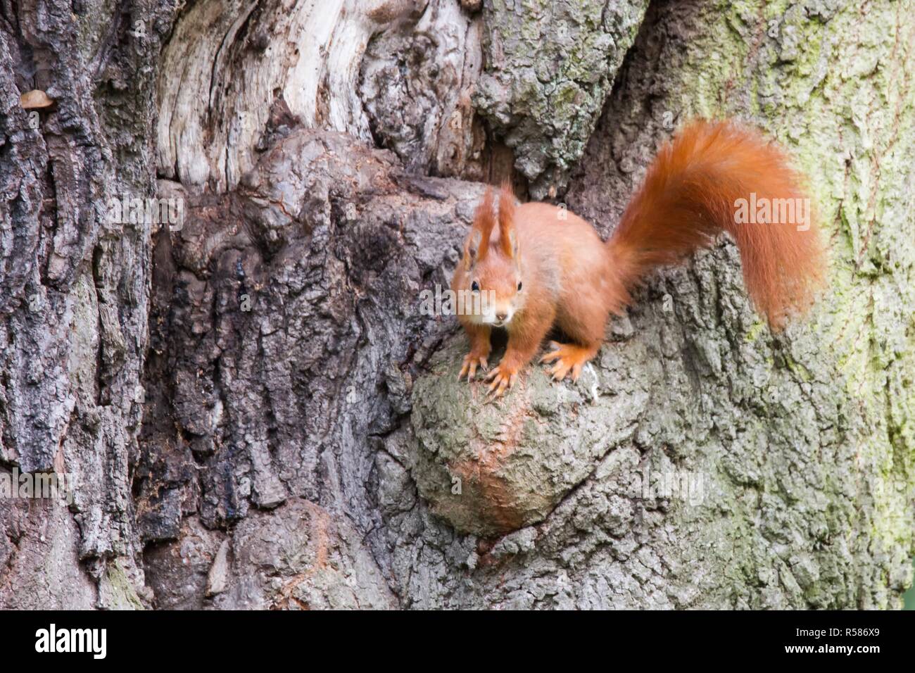 squirrel 39,red squirrel 39 Stock Photo