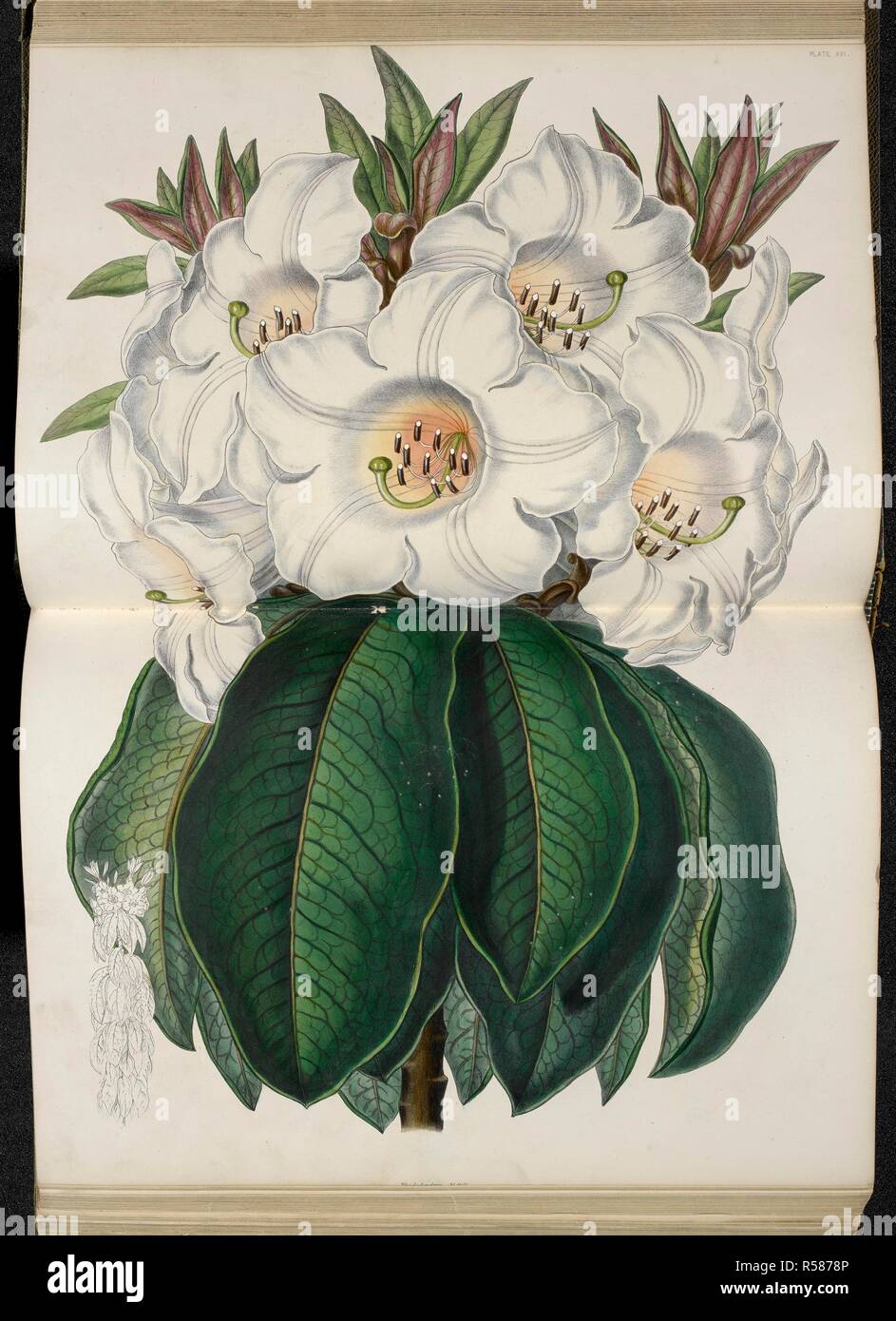 Rhododendron nuttallii (Booth). The Illustrated Bouquet, consisting of figures, with descriptions of new flowers. London, 1857-64. Source: 1823.c.13 plate 21. Author: Henderson, Edward George. Stock Photo