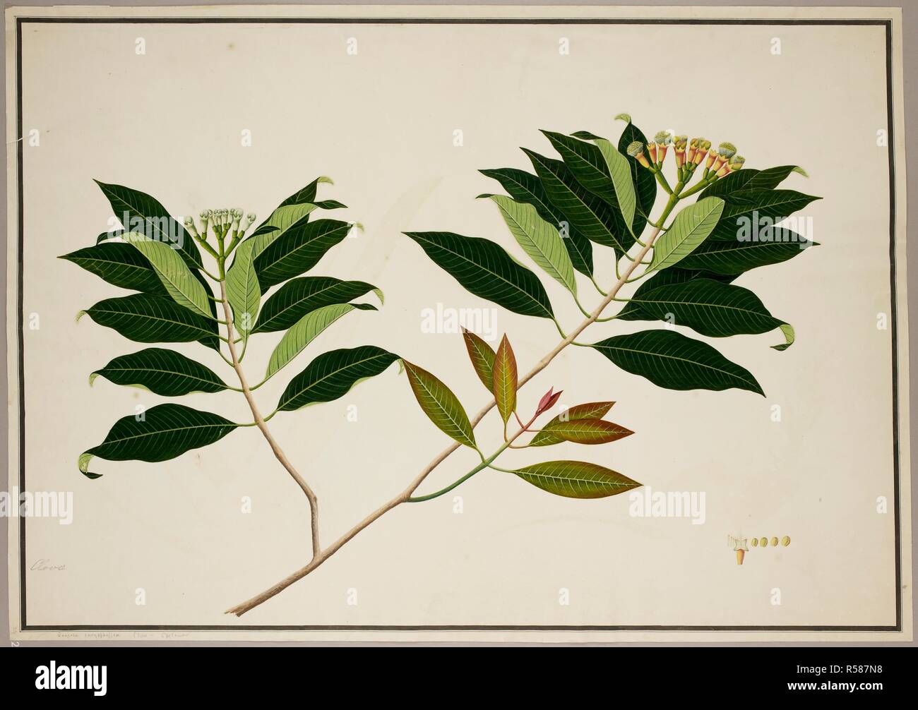 Clove Tree. c.1824. Clove Tree ('Eugenia Caryophyllus'). From an album of 40 drawings of plants made by Chinese artists at Bencoolen, Sumatra, for Sir Stamford Raffles. Watercolour.  Originally published/produced in c.1824. . Source: NHD 48/29,. Stock Photo