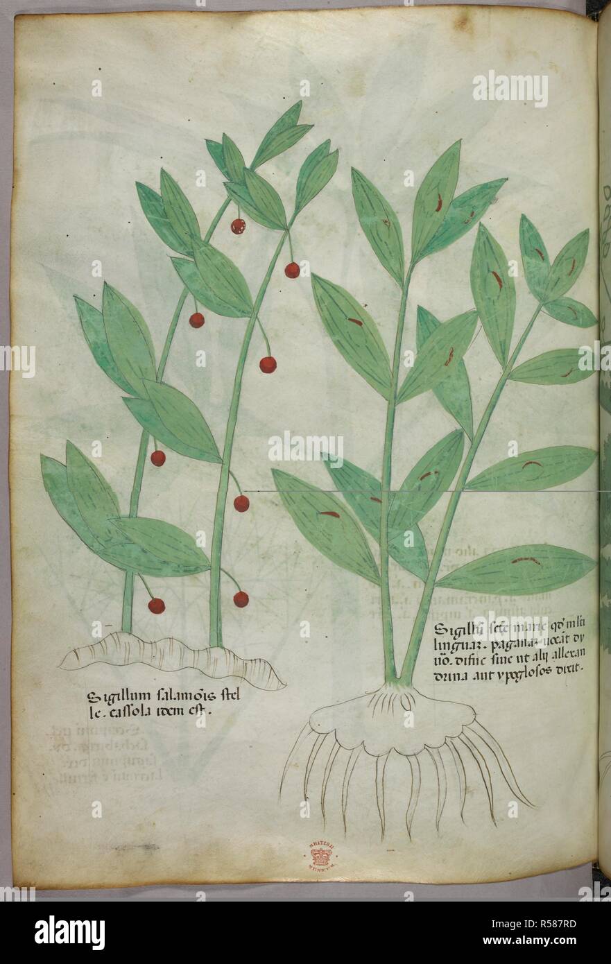 Botanical illustration. Herbal. Italy, N. (Lombardy). Herbal Italy, N. (Lombardy) c. 1440. Source: Sloane 4016 f.90v. Language: Latin. Stock Photo