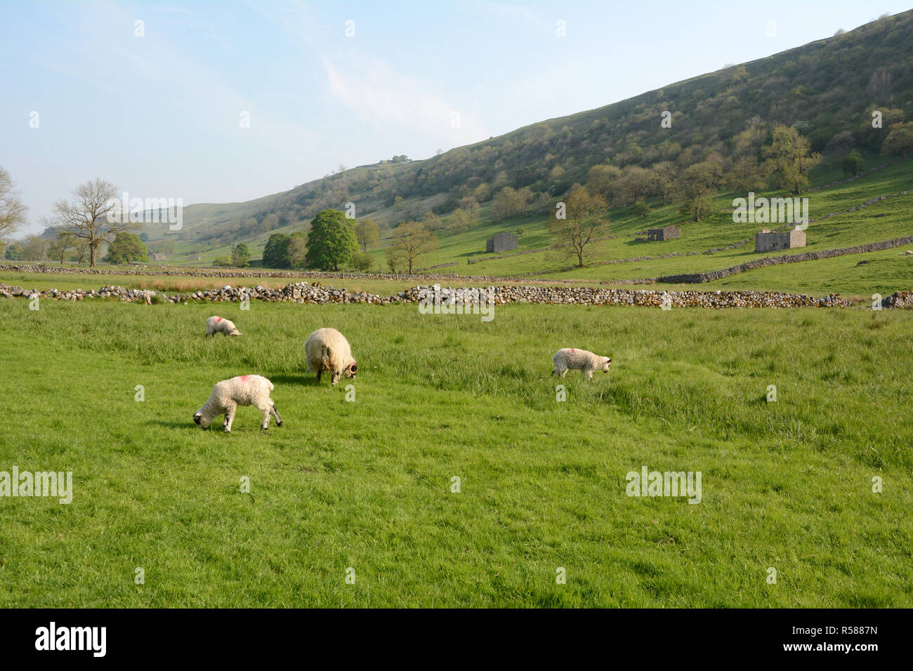 Sheep grazing in a meadow along the Dales Way hiking trail, near Grassington, Yorkshire, Northern England, Great Britain. Stock Photo