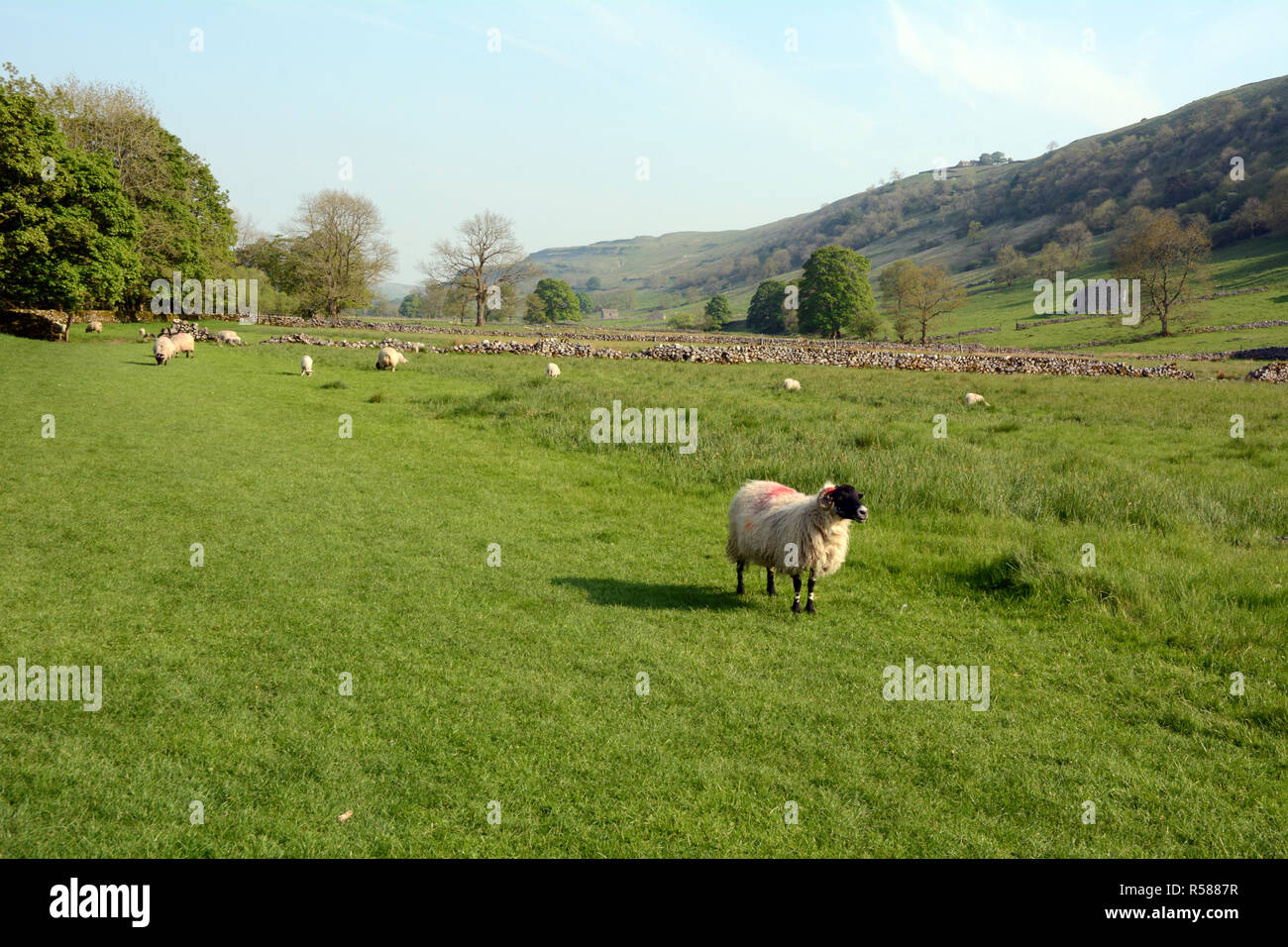 Sheep grazing in a meadow along the Dales Way hiking trail in the Wharfe River Valley, near Starbotton, Yorkshire, Northern England, Great Britain. Stock Photo