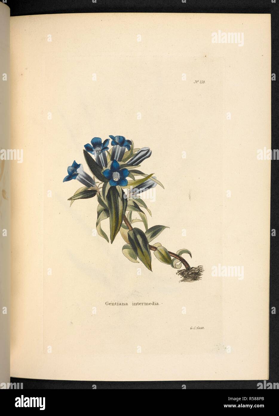 Gentiana intermedia. The Botanical Cabinet, consisting of coloured delineations of plants, from all countries, with a short account of each, etc. By C. Loddiges and Sons ... The plates by G. Cooke. vol. 1-20. London, 1817-33. Source: 443.b.7, vol.3, no.218. Author: Cooke, George. Stock Photo