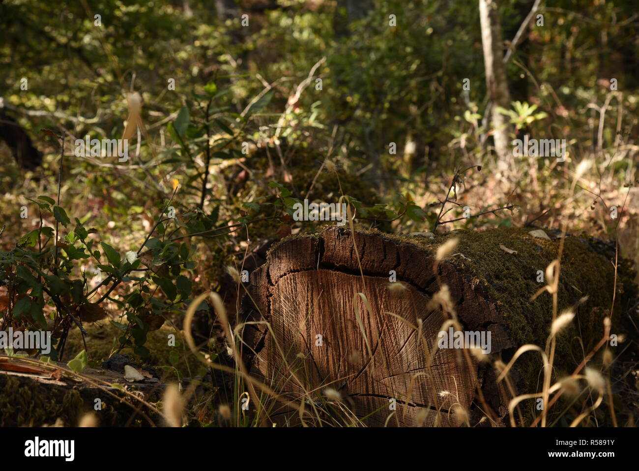 Nature where there's peace and serenity. Surround yourself with nature