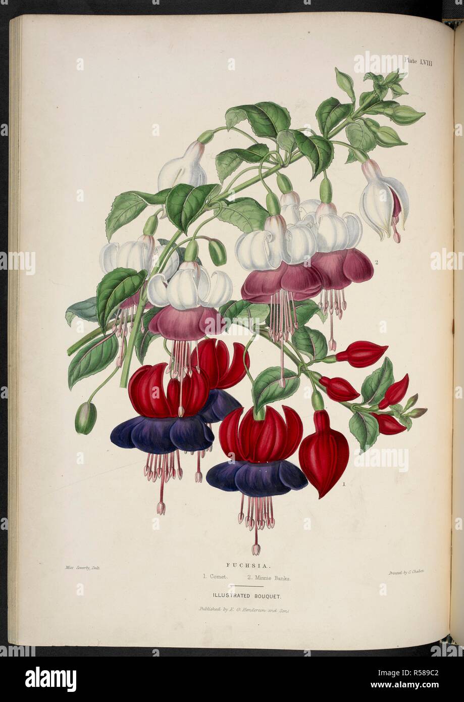 New fuchsias. Fuchsia. 1. Comet; 2. Minnie Banks. The Illustrated Bouquet, consisting of figures, with descriptions of new flowers. London, 1857-64. Source: 1823.c.13 plate 58. Author: Henderson, Edward George. Sowerby, Miss. Stock Photo