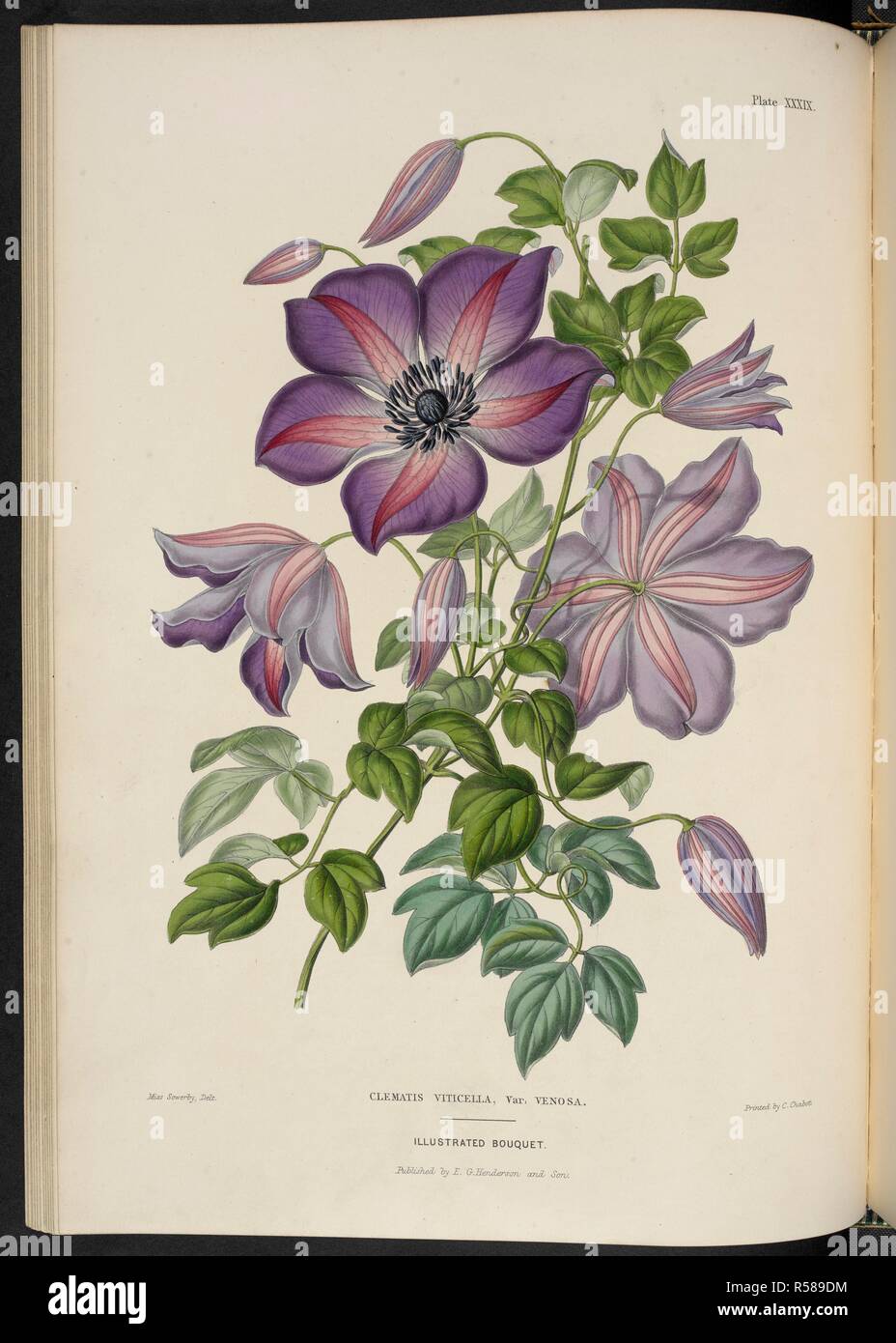 Clematis viticella, var. Venosa. Clematis. Virgin's Bower. The Illustrated Bouquet, consisting of figures, with descriptions of new flowers. London, 1857-64. Source: 1823.c.13 plate 39. Author: Henderson, Edward George. Sowerby, Miss. Stock Photo