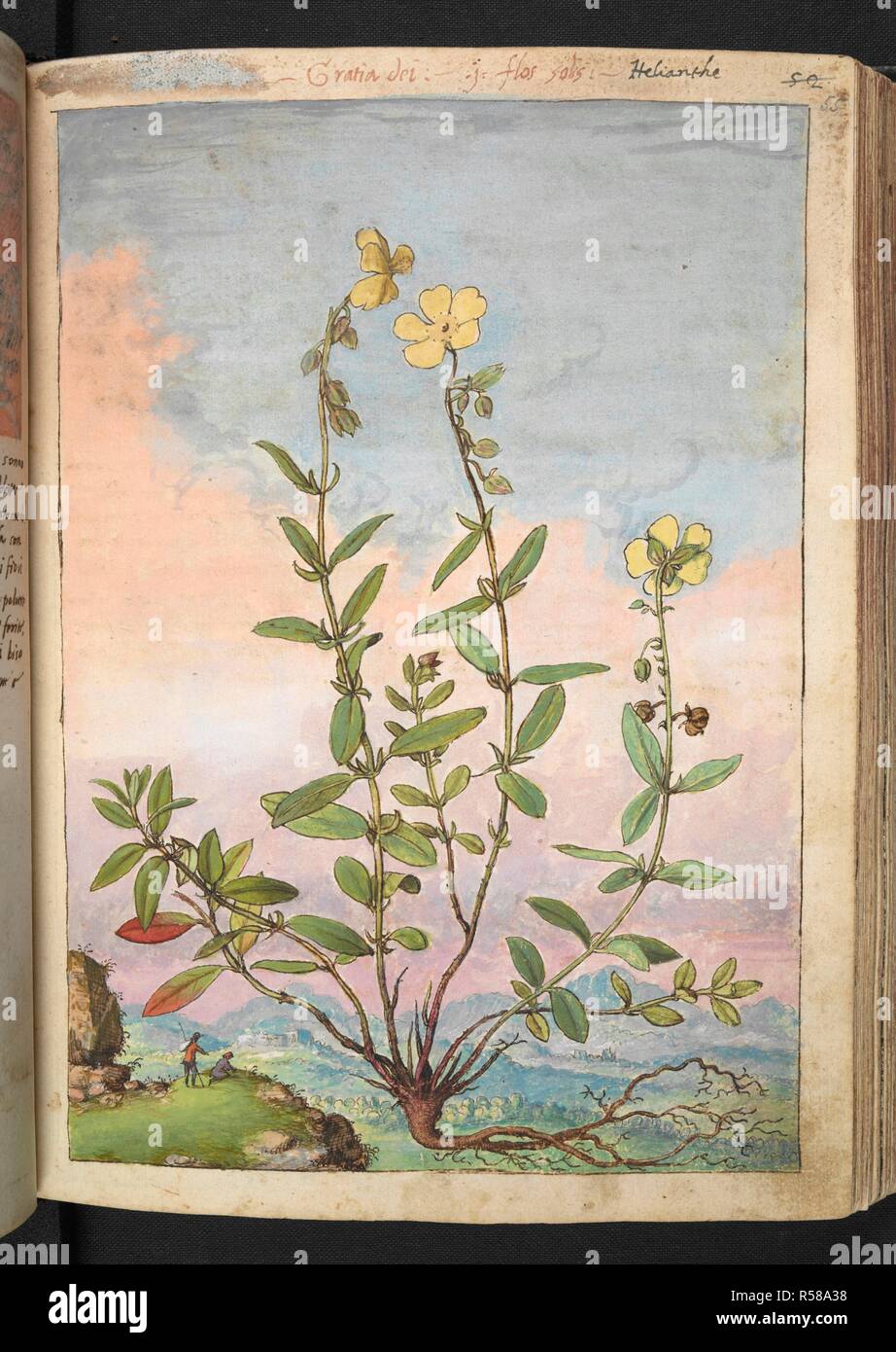 'Helianthe.' Helianthus or sunflowers.  A genus of plants in the family Asteraceae. Coloured drawings of plants, copied from nature in the Roman States, by Gerardo Cibo. Vol. I. Pietro Andrea Mattioli, Physician, of Siena: Extracts from his edition of Dioscorides' 'de re Medica':. Italy, c. 1564-1584. Source: Add. 22332 f.55. Language: Italian. Author: Cibo, Gheraldo. Stock Photo