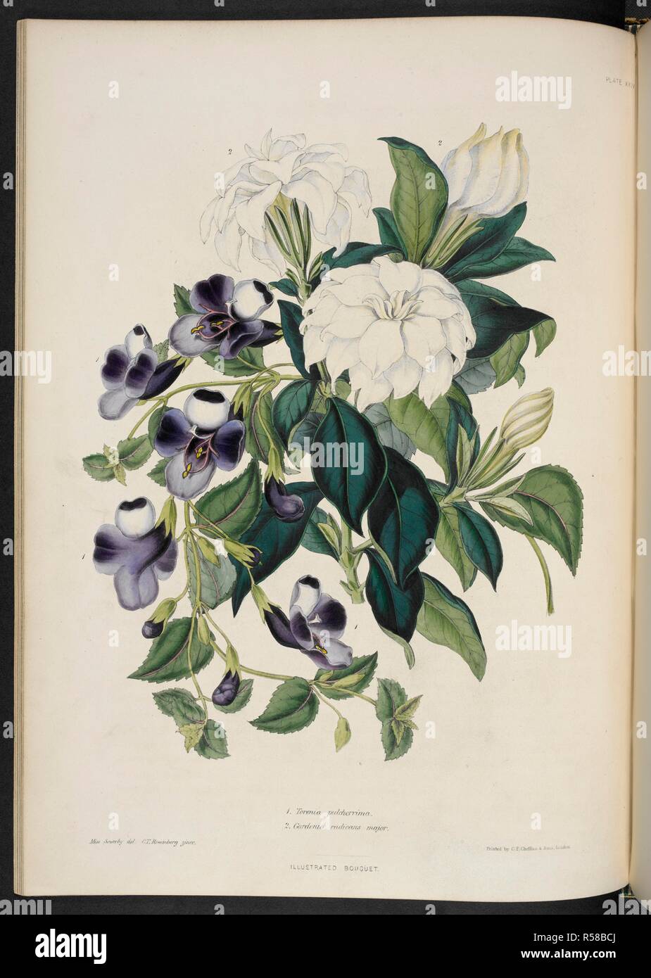 Torenia pulcherrima / Gardenia radicans major Torenia pulcherrima. (Fig.1) Gardenia radicans major.(Fig.2) . The Illustrated Bouquet, consisting of figures, with descriptions of new flowers. London, 1857-64. Source: 1823.c.13 plate 24. Author: Henderson, Edward George. Sowerby, Miss. Stock Photo