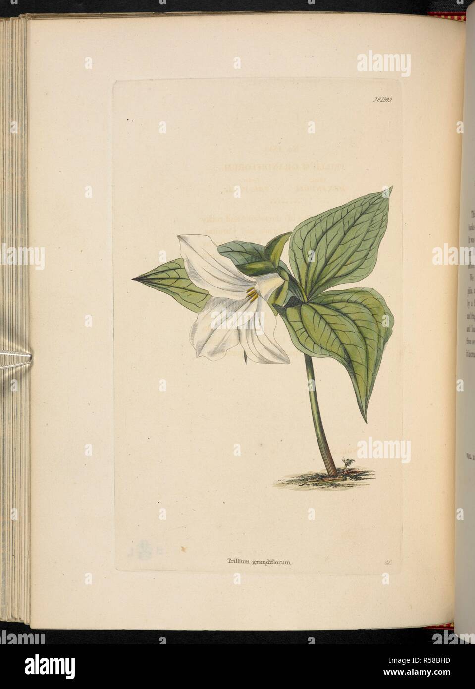 Trillium grandiflorum. The Botanical Cabinet, consisting of coloured delineations of plants, from all countries, with a short account of each, etc. By C. Loddiges and Sons ... The plates by G. Cooke. vol. 1-20. London, 1817-33. Source: 443.b.18, vol.14, no.1349. Author: Cooke, George. Stock Photo