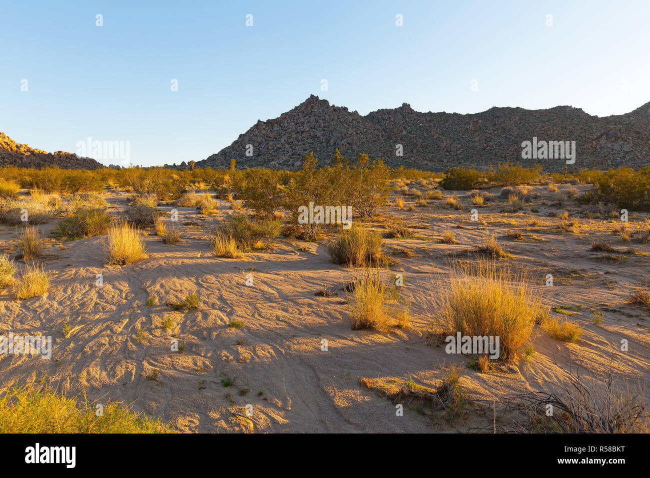 Landscape of Mojave Desert at sunset. Sandy desert with bushes and