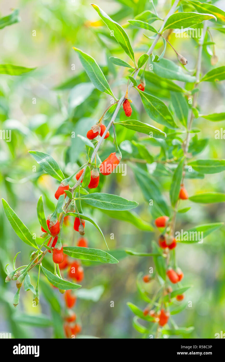 Goji plant Stock Photo