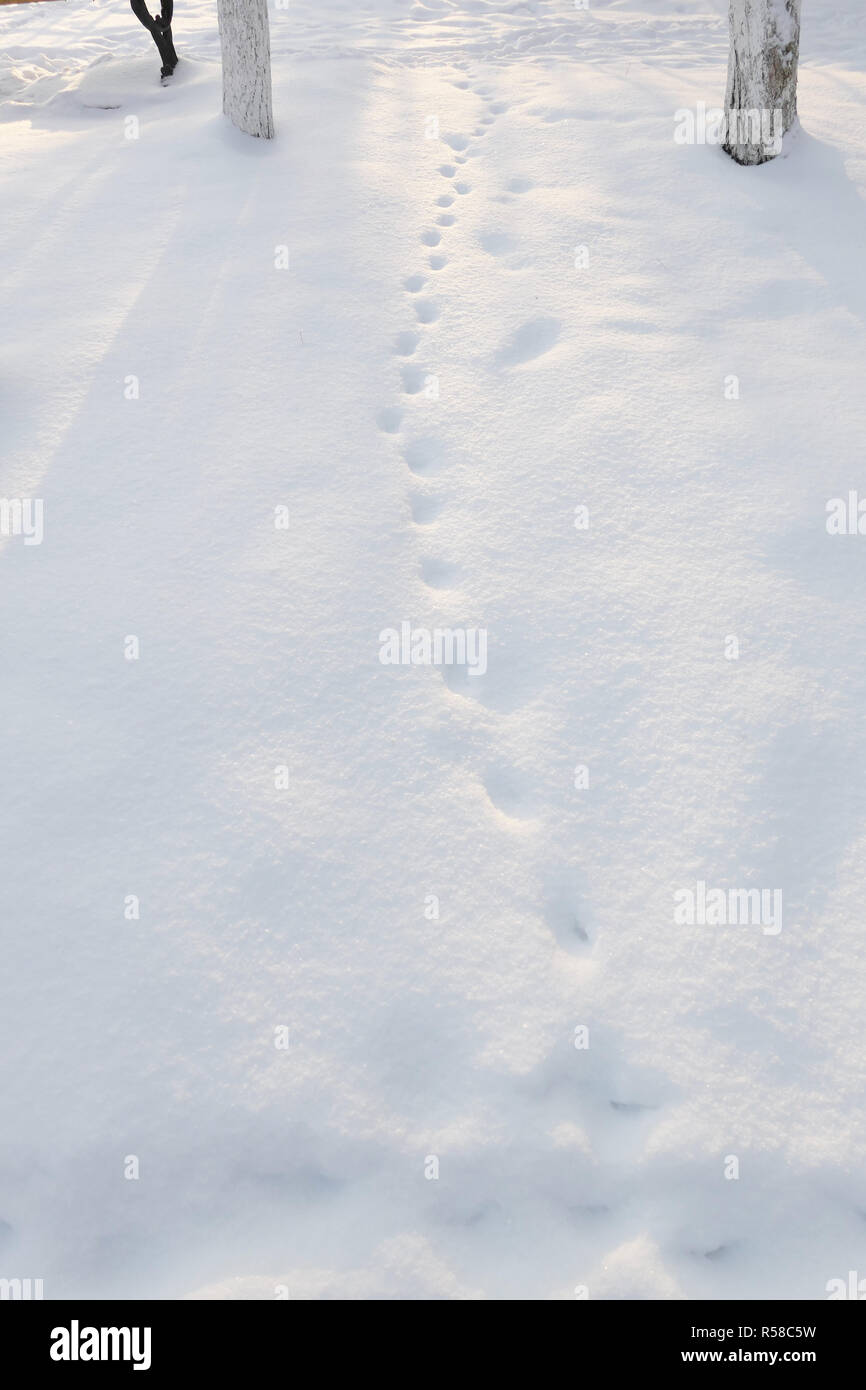 View of snow background with traces Stock Photo - Alamy
