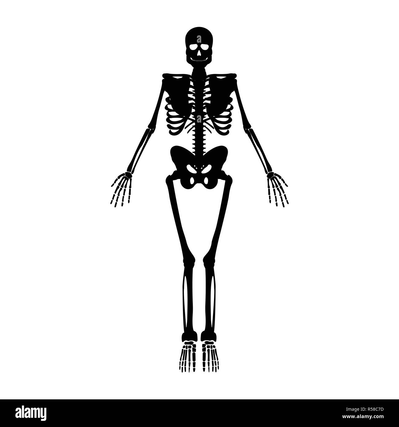 Skeleton icon. Human Skeleton front side Silhouette. Isolated on White Background. Vector illustration. Stock Vector