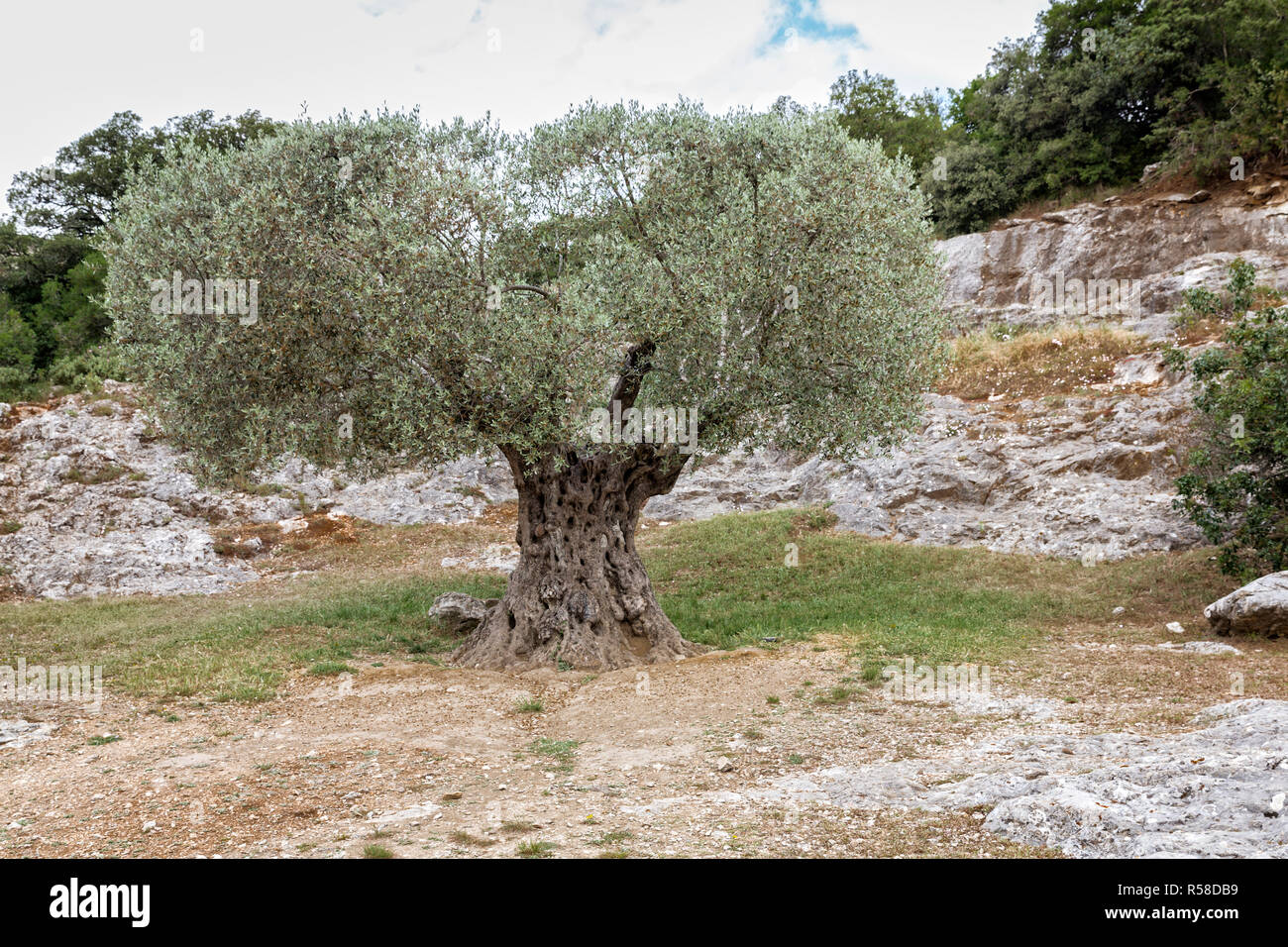 ancient olive tree in france Stock Photo