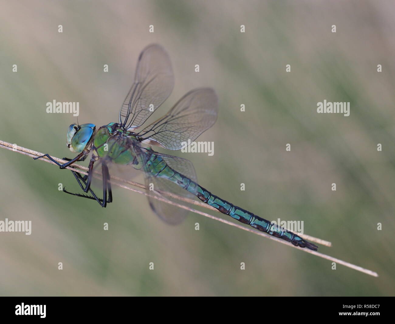 great royal dragonfly Stock Photo