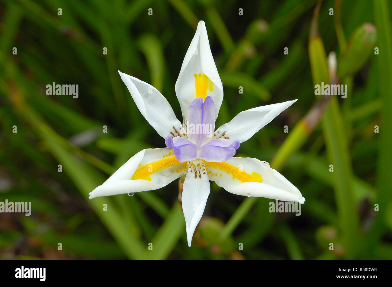 Fairy Iris (Dietes Grandiflora Stock Photo - Alamy