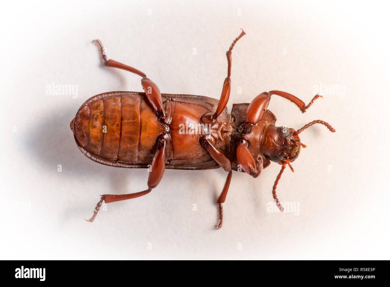 red brown rice flour beetle lying on its back Stock Photo - Alamy