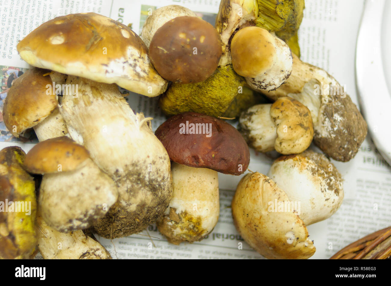 Catalan mushrooms. Harvested and dried. Rovellons and ceps Stock Photo