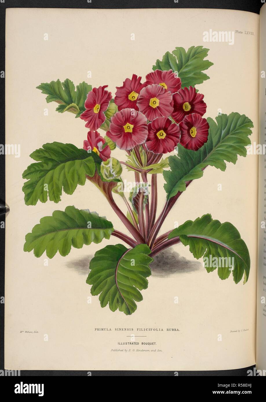 Primula PrÃ¦nitens (Sinensis) Filicifolia. Rubra. Chinese Primroase. The Illustrated Bouquet, consisting of figures, with descriptions of new flowers. London, 1857-64. Source: 1823.c.13 plate 68. Author: Henderson, Edward George. Withers, Mrs. Stock Photo