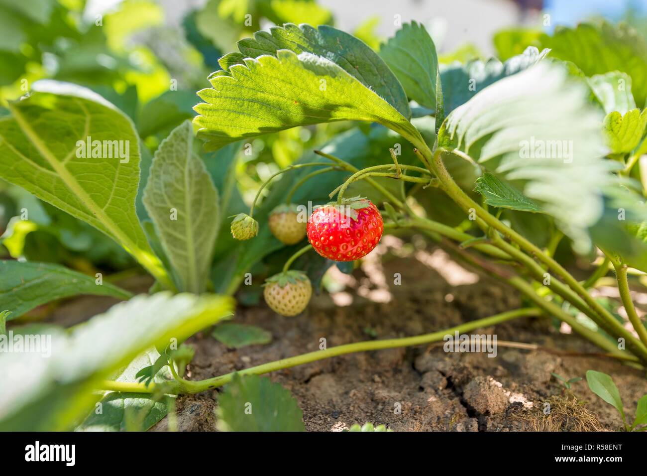 strawberries on the bush Stock Photo Alamy