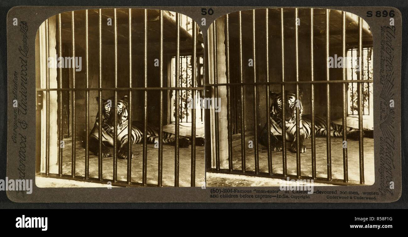 Famous 'man-eater' at Calcutta - devoured 200 men, women and children before capture - India. A tiger behind bars in the Zoological Gardens. A stereoscopic pair of prints. The Underwood Travel Library: Stereoscopic Views of India. c. 1903. Photograph. Source: Photo 181/(50). Language: English. Stock Photo