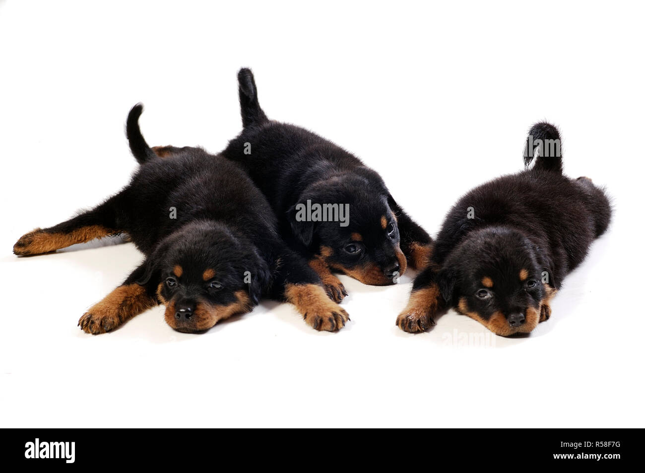 Three cute rottweiler puppies Stock Photo - Alamy