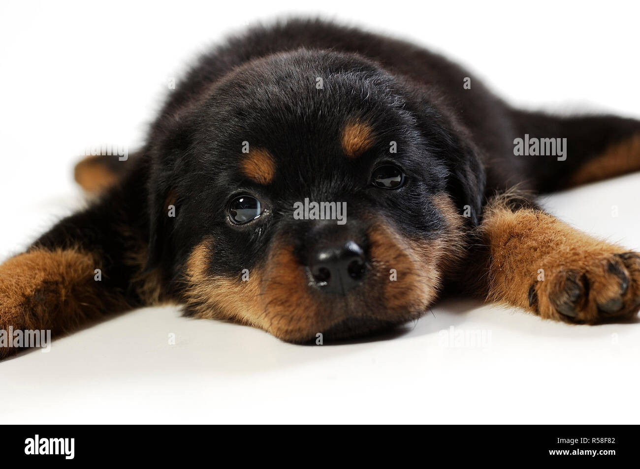 Cute Rottweiler Puppy Stock Photo - Alamy