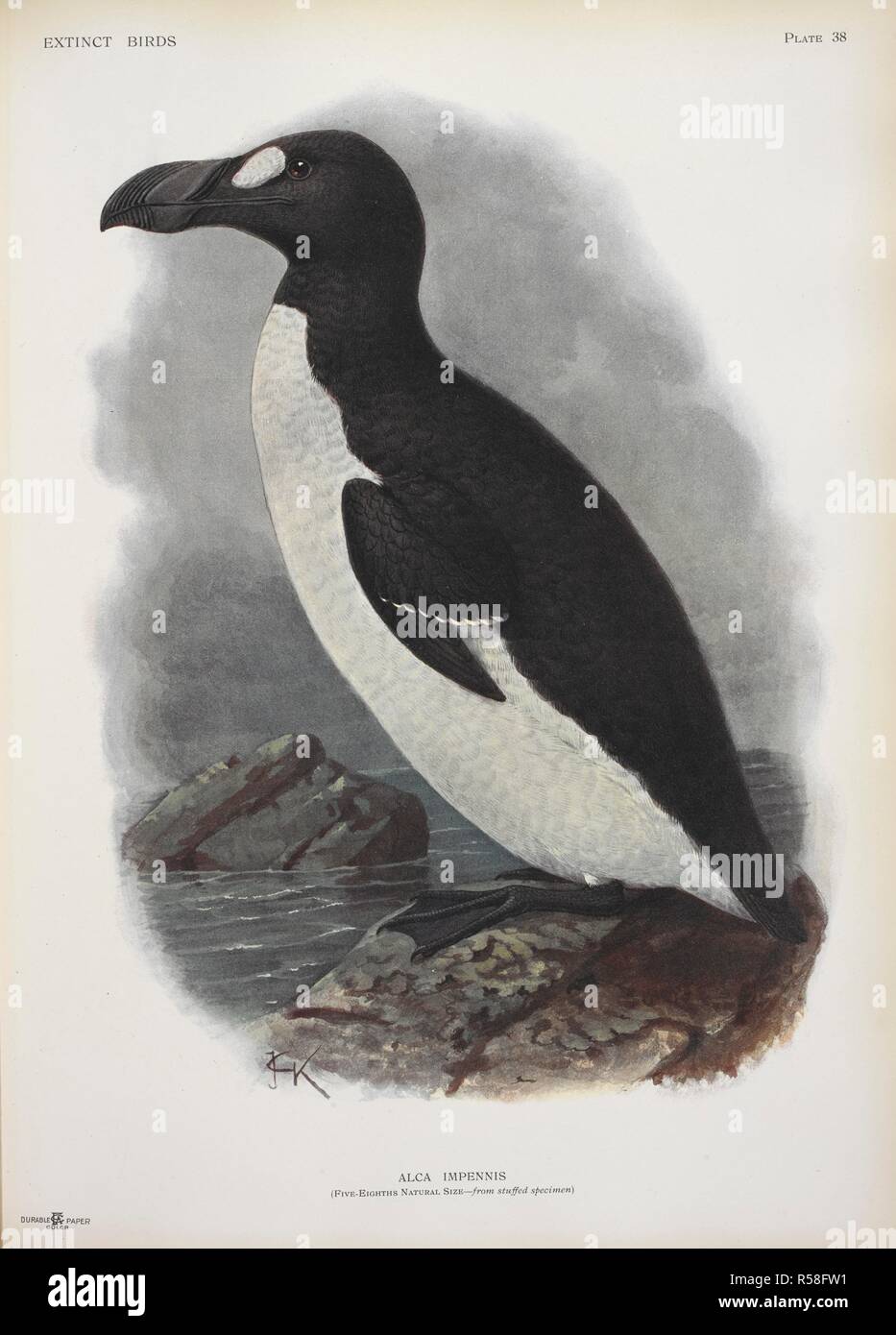 アンティーク　プリント　フレーム　GREAT  AUK Great Auk Antique - Etsy
