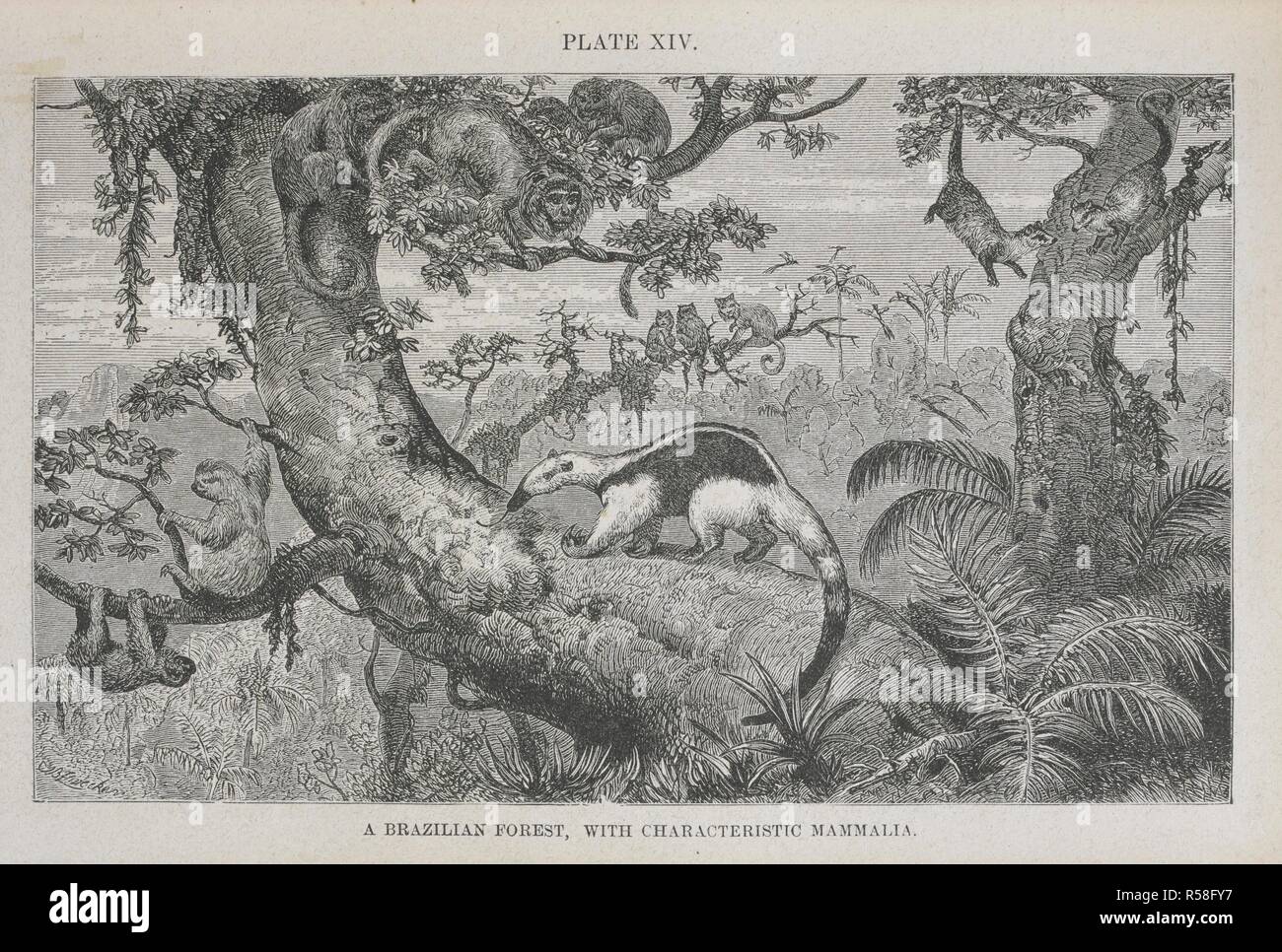 A Brazilian forest, with characteristic mammalia. The Geographical Distribution of Animals, with a study of the relations of living and extinct faunas as elucidating the past changes of the earth's surface. ... . London, 1876. Source: 07209.dd.1 plate XIV. Author: WALLACE, ALFRED RUSSEL. Stock Photo