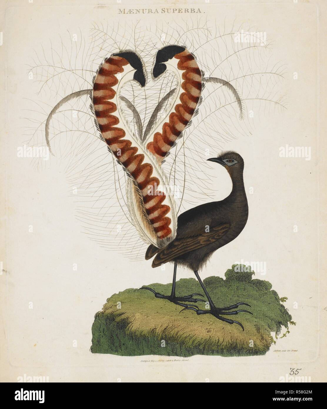 Superb Lyrebird â€˜Menura novaehollandiaeâ€™. Wellesley Albums. 1798 - 1805. Handcoloured Engraving. Source: NHD 29/35. Author: ANON. Stock Photo