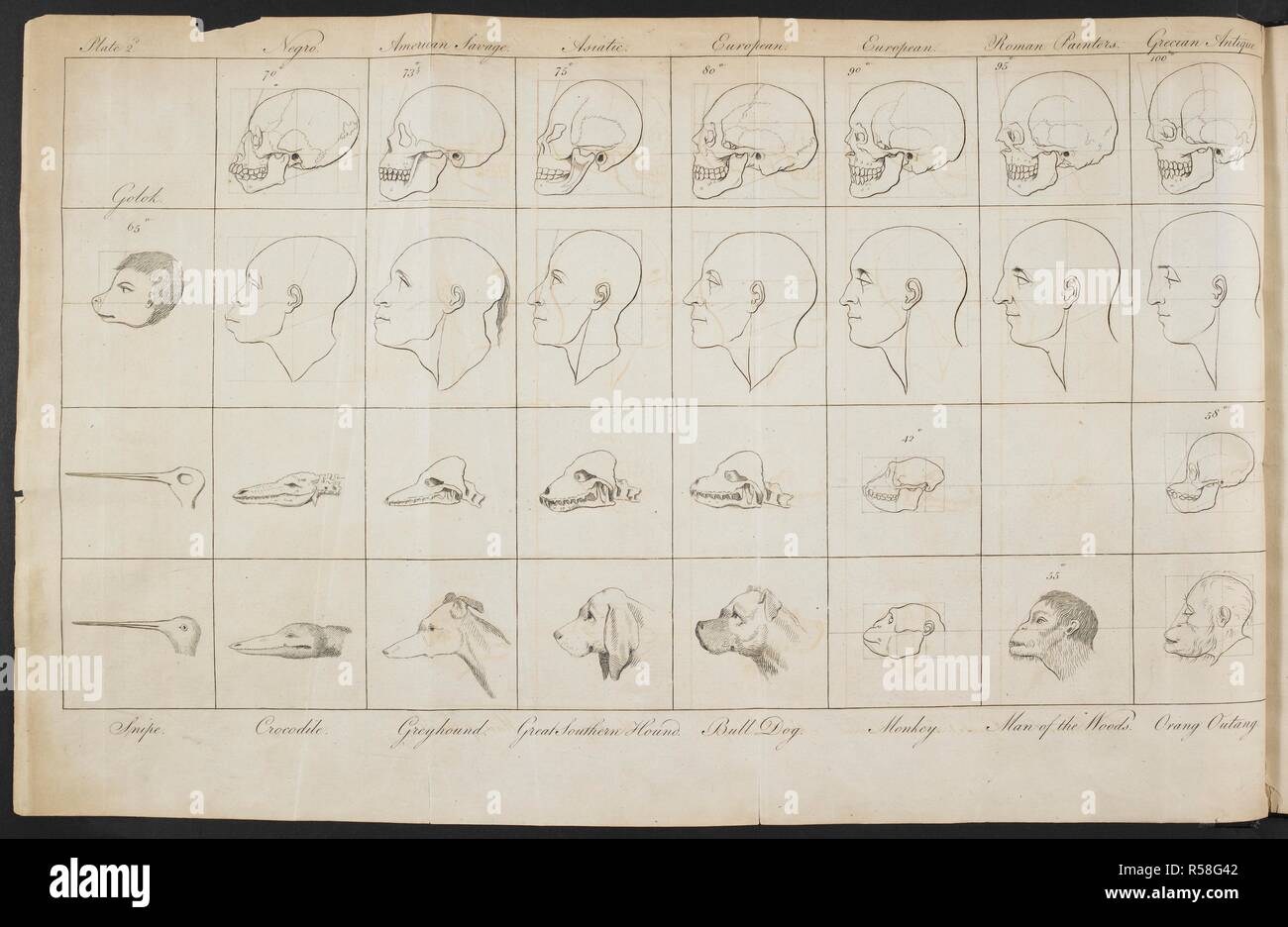 Comparison Of Skulls And Faces Of Man Monkeys And Other Animals An Account Of The Regular Gradation In Man And In Different Animals And Vegetables And From The Former To The Latter Comparison Of Skulls And Faces Of Man Monkeys And Other Animals An Account Of The Regular Gradation In Man And In Different Animals And Vegetables And From The Former To The Latter
