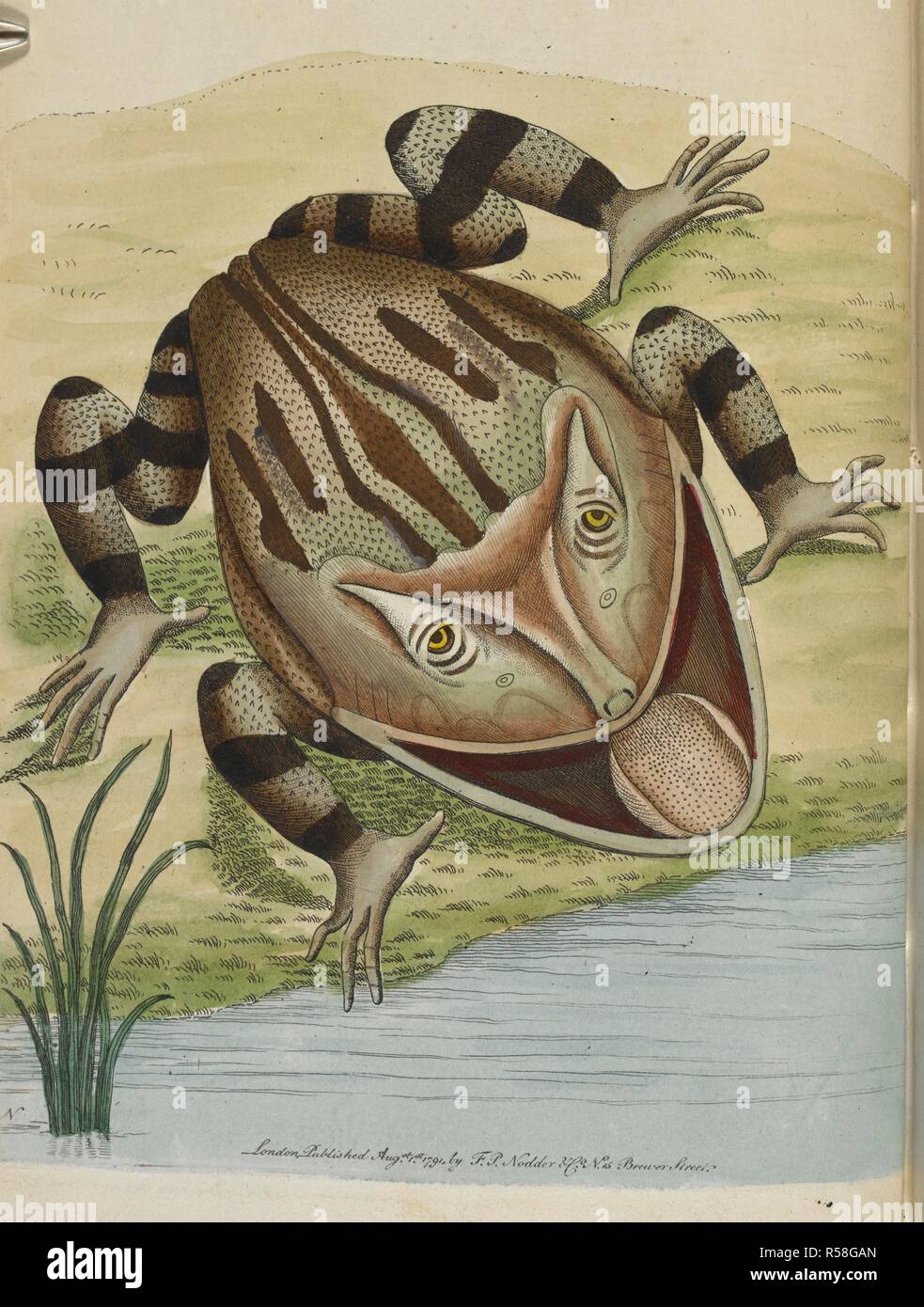 Horned frog. The Naturalists Miscellany,. London 1789-1813. Source: 44.b.20 plate Ranuta Cornuta. Author: SHAW GEORGE. Stock Photo