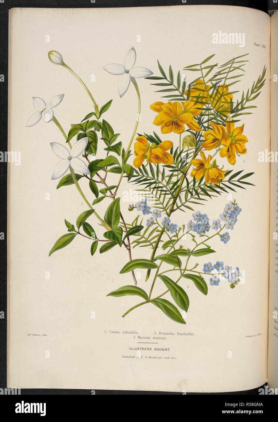 Cassia Australis, var. Schinifolia. (Fig.1) Bouvardia Humboldtii. (Fig.2) Myosotis Montana. (Fig 3). The Illustrated Bouquet, consisting of figures, with descriptions of new flowers. London, 1857-64. Source: 1823.c.13 plate 62. Author: Henderson, Edward George. Withers, Mrs. Stock Photo