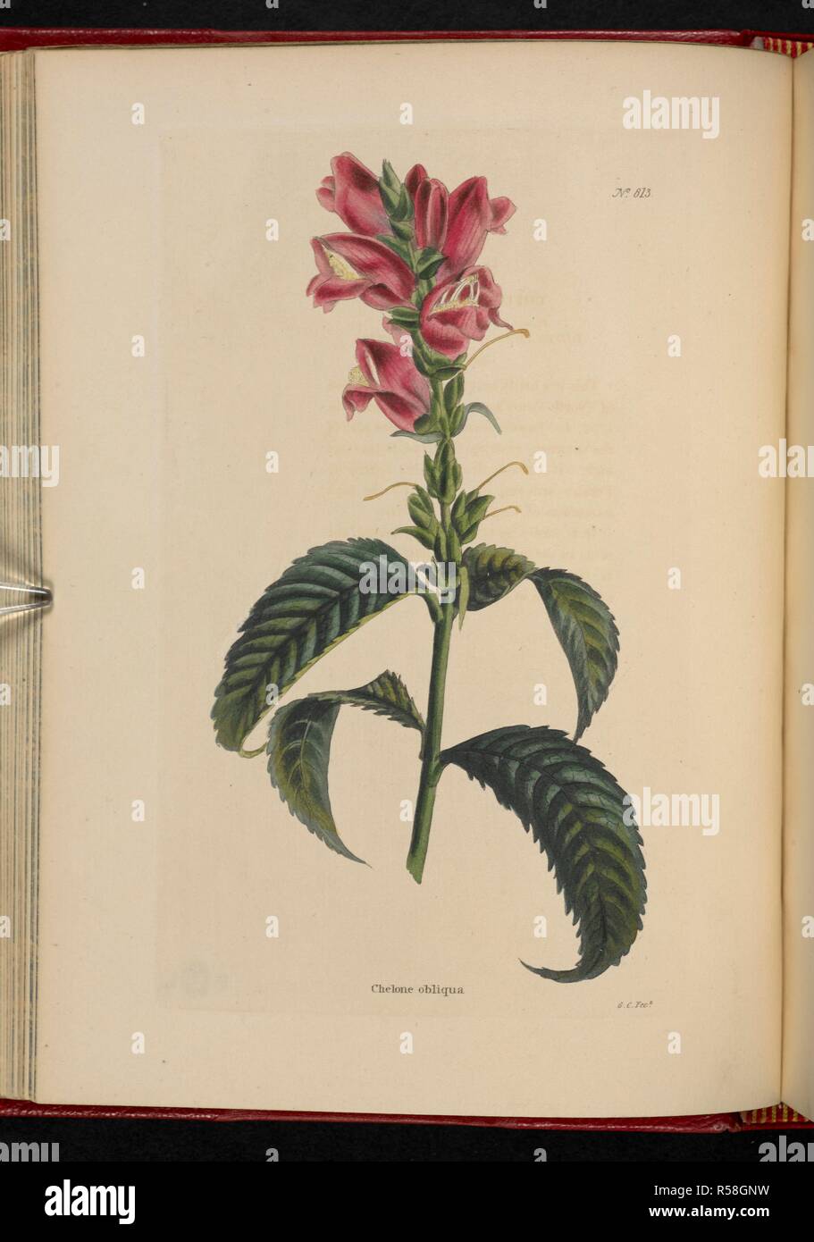 Chelone obliqua. The Botanical Cabinet, consisting of coloured delineations of plants, from all countries, with a short account of each, etc. By C. Loddiges and Sons ... The plates by G. Cooke. vol. 1-20. London, 1817-33. Source: 443.b.13, vol.9, no.813. Author: Cooke, George. Stock Photo