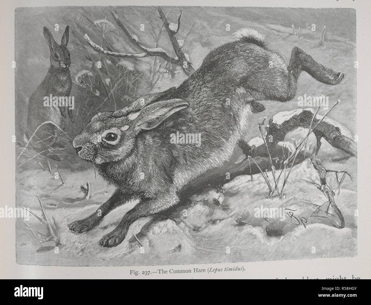 The common hare. The Geographical Distribution of Animals, with a study of the relations of living and extinct faunas as elucidating the past changes of the earth's surface. ... . London, 1876. Source: 07209.dd.1 page 237. Author: WALLACE, ALFRED RUSSEL. Stock Photo
