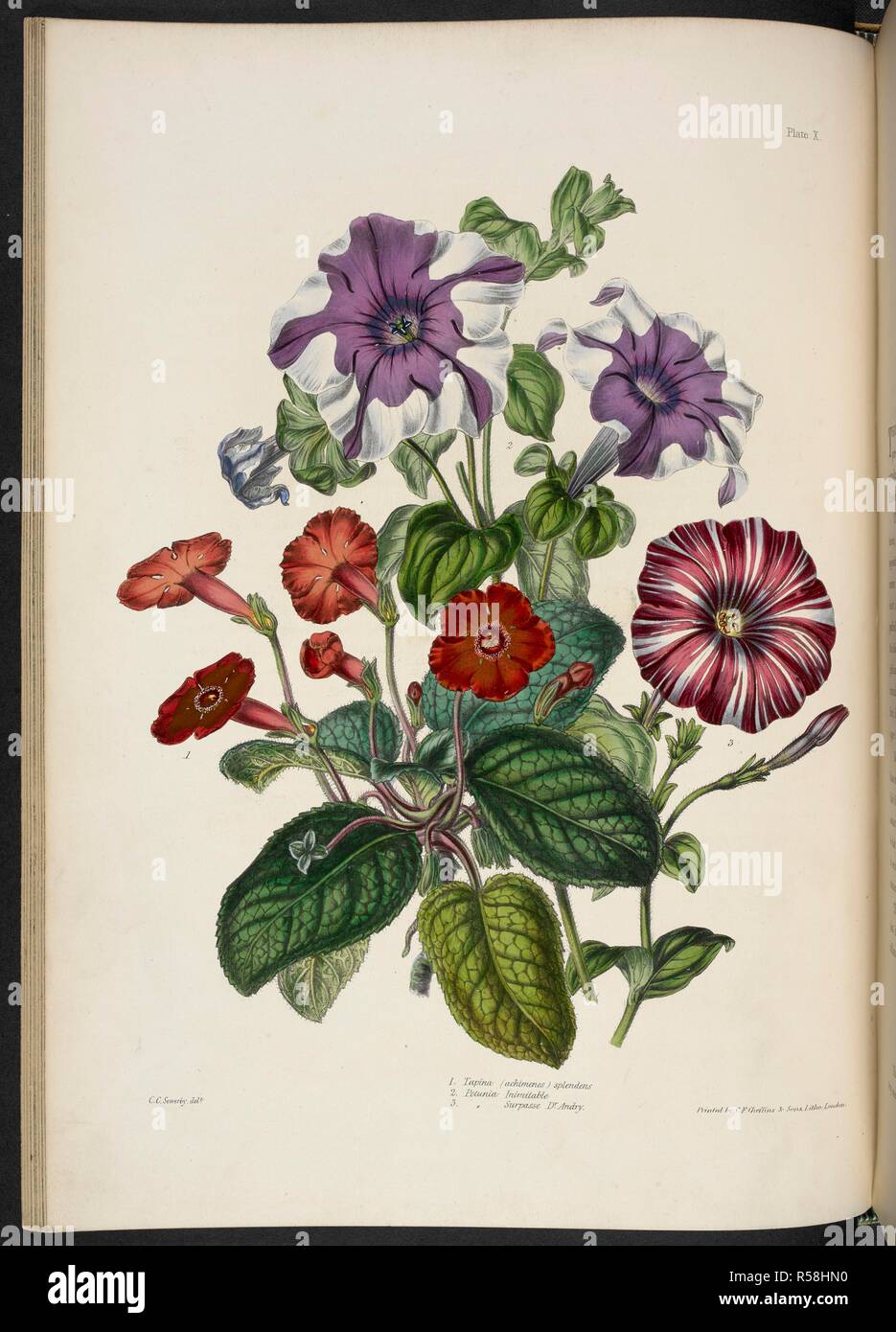 Tapina (Achimenes) splendens / New petunias. 1. tapina (achimenes) splendens; 2. Petunia Inimitable; 3. [Petunia] Surpasse Dr. Andry. . The Illustrated Bouquet, consisting of figures, with descriptions of new flowers. London, 1857-64. Source: 1823.c.13 plate 10. Author: Henderson, Edward George. Sowerby. Stock Photo