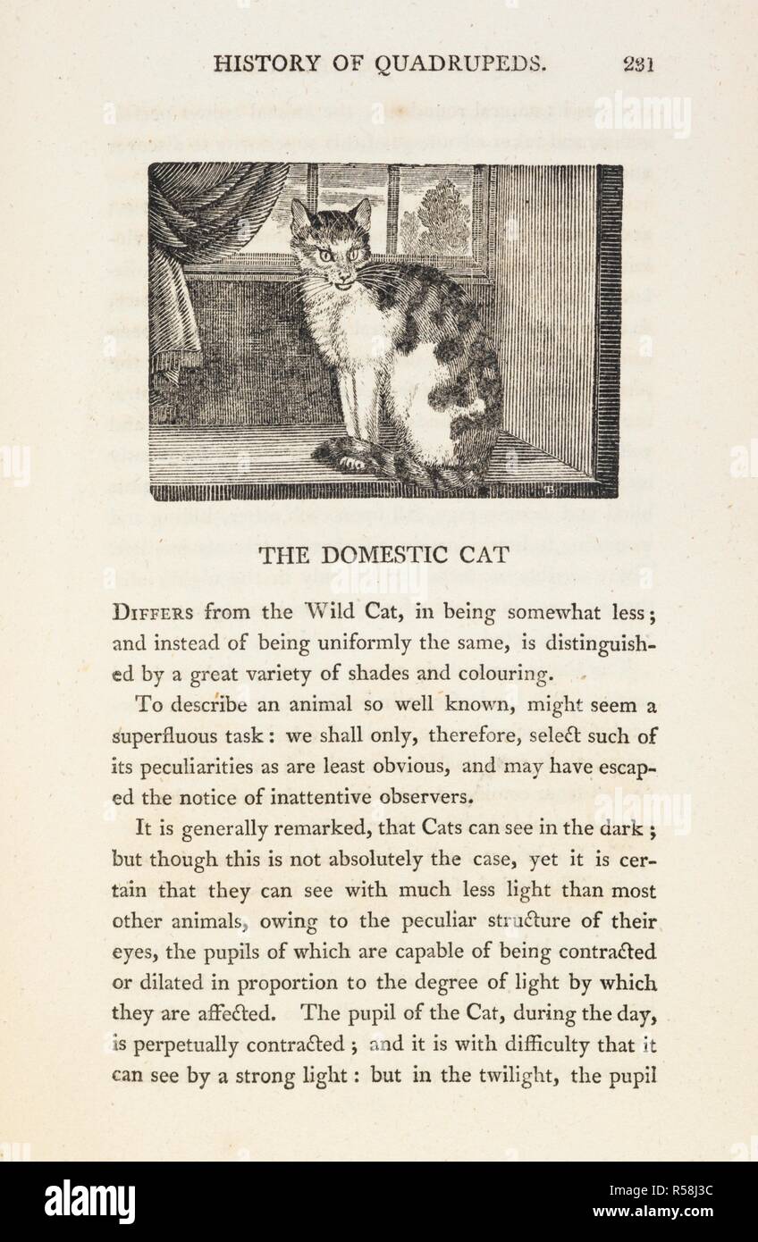 The domestic cat. [A general history of Quadrupeds. [By R. Beilby.] The figures engraved on wood by T. Bewick.]. Newcastle-upon-Tyne, 1807. Source: 446.d.18 page 231. Author: BEWICK, THOMAS. Beilby, Ralph. Stock Photo